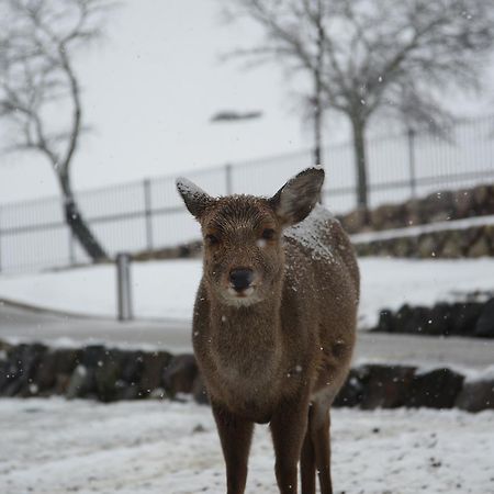 The Deer Park Inn Nara Exteriör bild