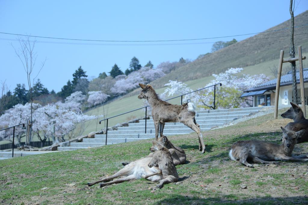 The Deer Park Inn Nara Exteriör bild