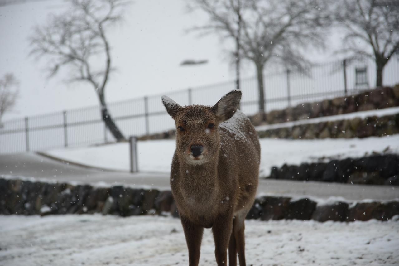 The Deer Park Inn Nara Exteriör bild